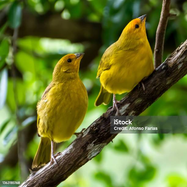 The Yellow Canary Crithagra Flaviventris Is A Small Passerine Bird In The Finch Family Stock Photo - Download Image Now
