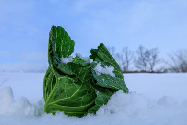 istock Stored winter vegetables in the snow 1363185332