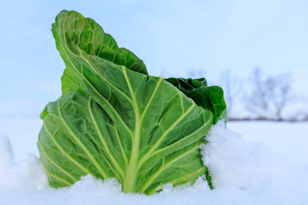 istock Stored winter vegetables in the snow 1363185337
