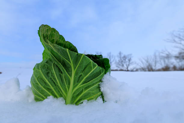 istock Stored winter vegetables in the snow 1363185350