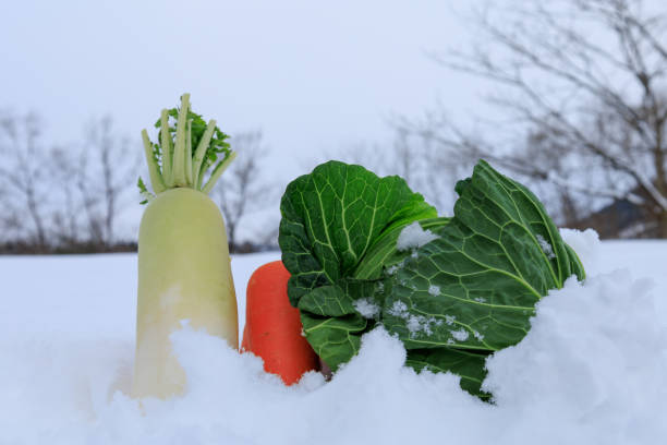 istock Stored winter vegetables in the snow 1363185354