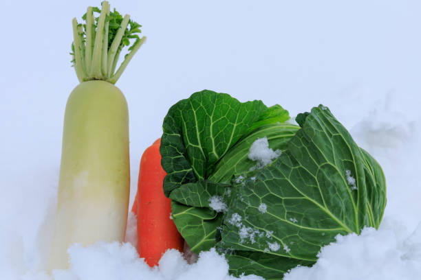 istock Stored winter vegetables in the snow 1363185362