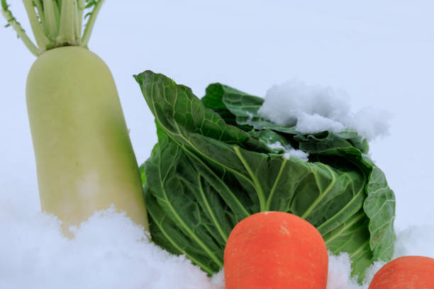 istock Stored winter vegetables in the snow 1363186162