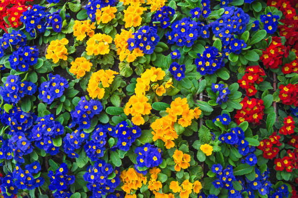 Colorful spring primroses. Primula flowers. Floral nature background