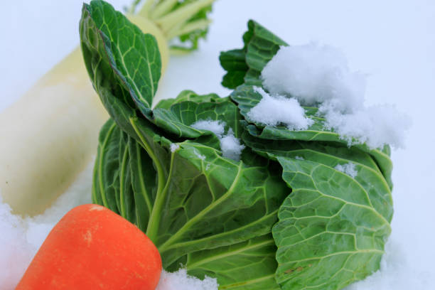 istock Stored winter vegetables in the snow 1363186243