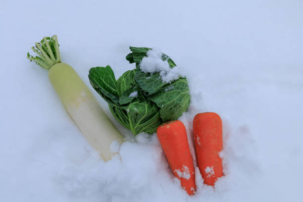 istock Stored winter vegetables in the snow 1363186335
