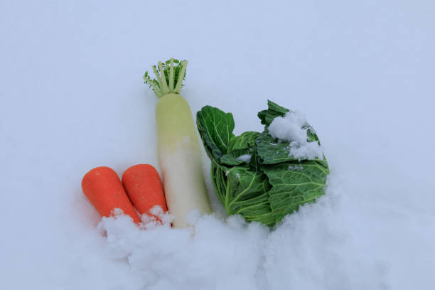 istock Stored winter vegetables in the snow 1363186359