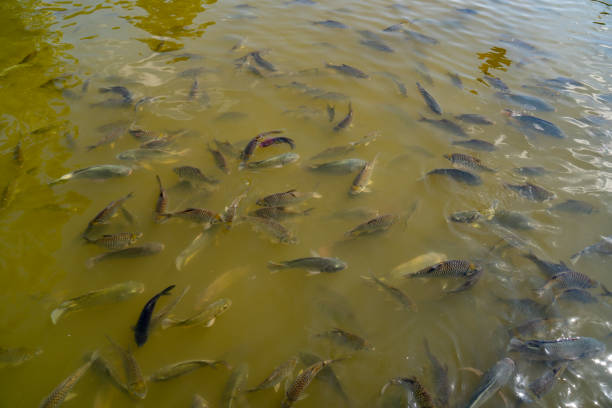 Fish group in water of pond for feeding