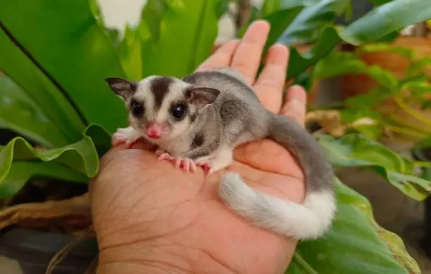 The sugar glider Ring tail beautiful. Their fur gives them a pristine, fresh look that’s very appealing.