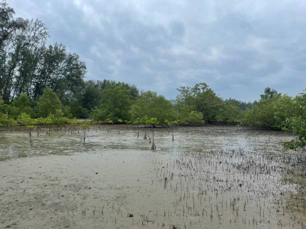 istock Mangrove forest in Sabang in the Philippines 1363190826