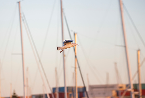 Seagull in flight in front of boats in a sunset sky in Adelaide, South Australia