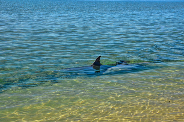 아기와 함께 돌고래가 해안선 근처에서 평화롭게 헤엄갑니다. - monkey mia 뉴스 사진 이미지