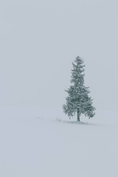 istock A lonely Christmas pine tree standing on the field covered with snow. 1363200703