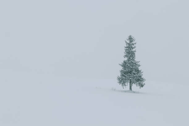 istock A lonely Christmas pine tree standing on the field covered with snow. 1363200704
