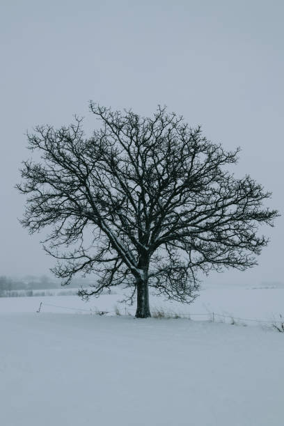 istock Seven stars tree, big oak tree in snowy day. 1363200724