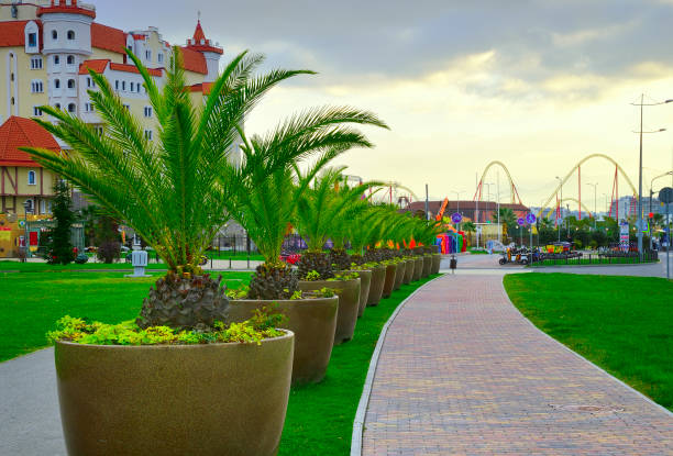 Adler, Sochi, Russia, 11.01.2021. The sidewalk of Olympic Avenue. Palm trees in tubs along a paved pedestrian path