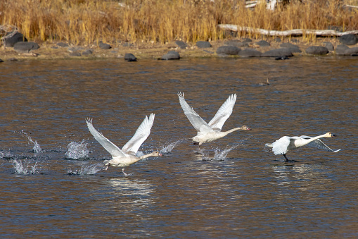 Waterbirds play at a wetland park in Shandong province, China.