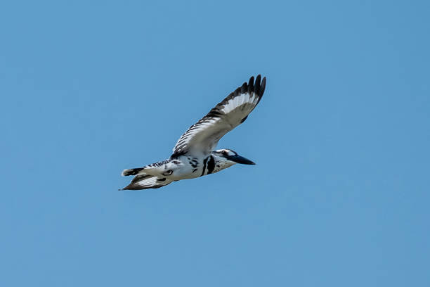 A Pied Kingfisher (Ceryle rudis)