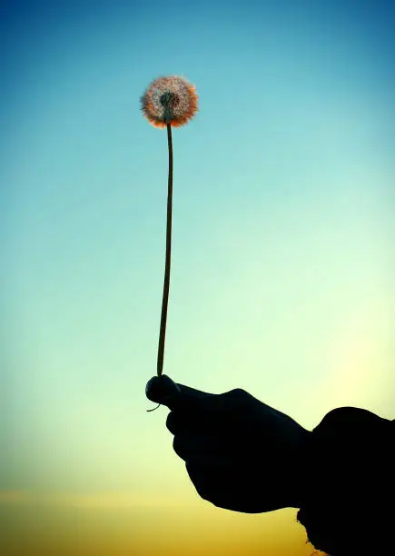 Toned Photo of Dandelion Silhouette on the Sunset Sky