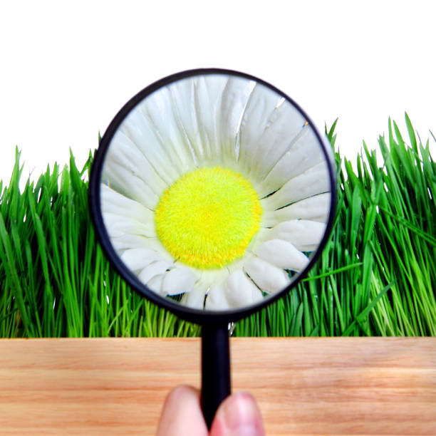 istock Flower in Magnifying Glass 1363206861