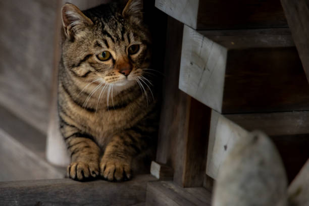 istock A cat in the shrine 1363206863