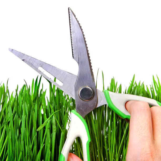 Shears on the Grass Isolated on the White Background