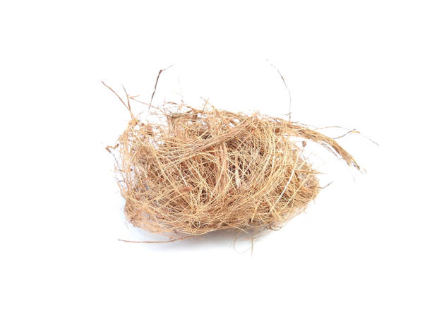 istock Coconut husk fiber isolated on white background 1363207463