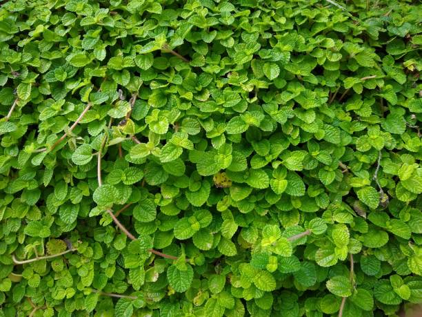 Pilea nummulariifolia or creeping charlie plant in the garden, green background Pilea nummulariifolia or creeping charlie plant in the garden, green background pilea nummulariifolia stock pictures, royalty-free photos & images