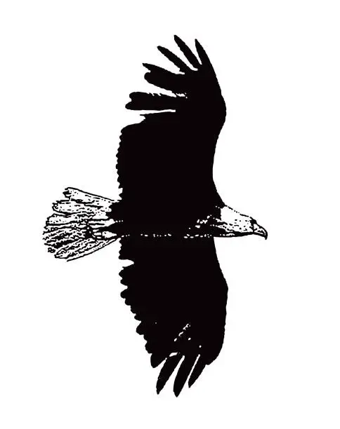 Vector illustration of Bald Eagle Flying