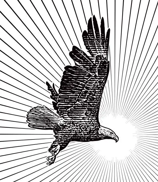 Vector illustration of Bald Eagle Flying