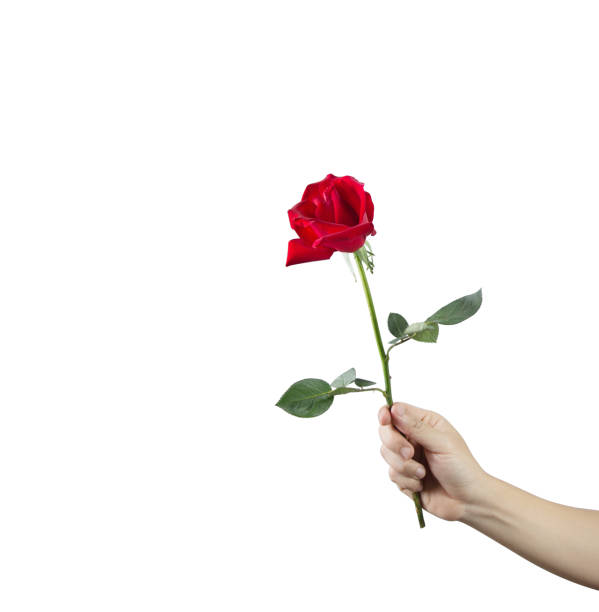istock Giving a red rose in hand isolated on a white background. 1363208360