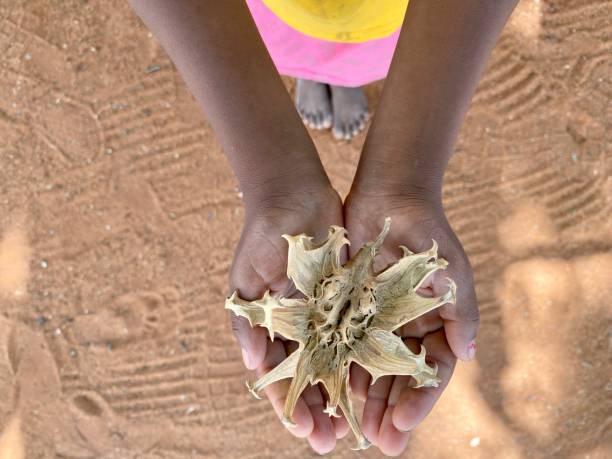 悪魔の爪根 - sesame plant africa agriculture ストックフォトと画像