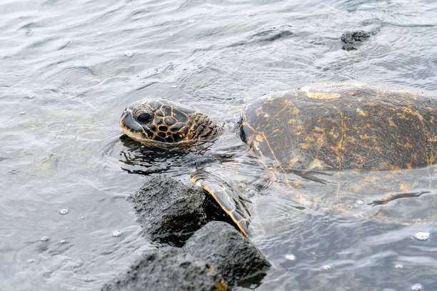 istock Sea turtles in Big Island, Hawaii 1363209042