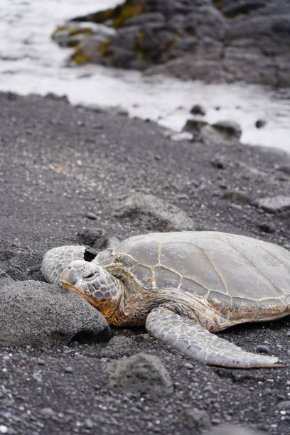istock Sea turtles in Big Island, Hawaii 1363209050
