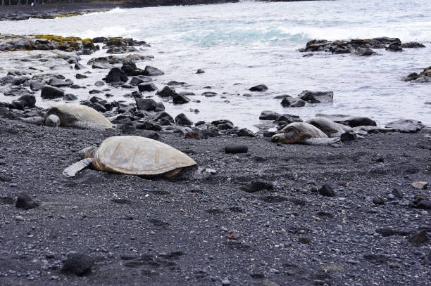 istock Turtles on Big Island 1363209211