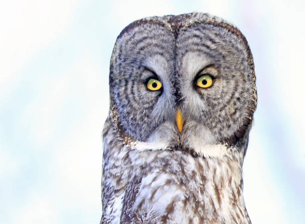 istock Great Grey Owl portrait, Quebec, Canada 1363210115
