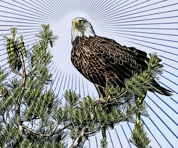 Vector illustration of Bald Eagle perching in pine tree