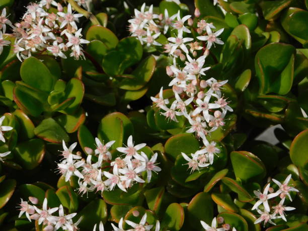 Money tree flowers Money tree, or Crassula ovata, flowers jade plant stock pictures, royalty-free photos & images