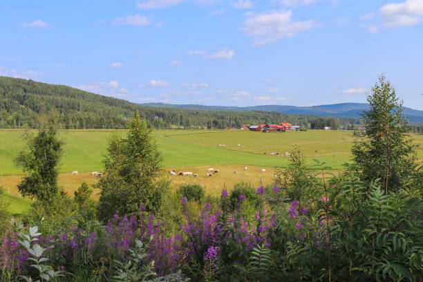 Swedish summer landscape