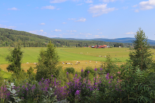 Summer in Järvsö, Ljusdal municipality
