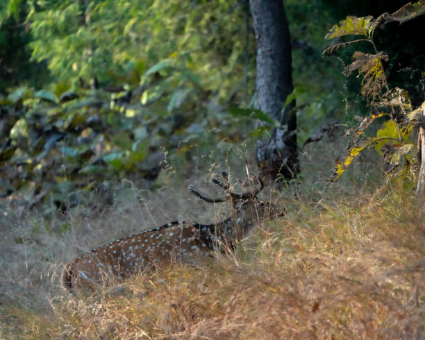 istock Male Sambhar Deer 1363213091