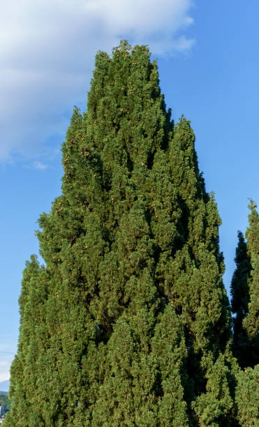 un cipresso verde contro un cielo blu. - cloud cloudscape color image cypress tree foto e immagini stock