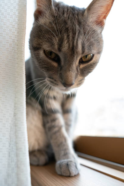 istock Close up of a cute cat. 1363214174