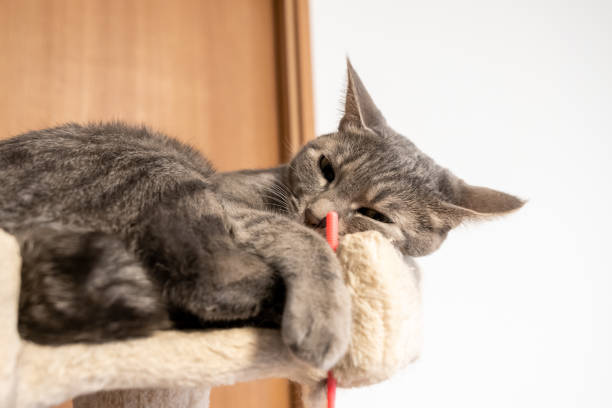 istock Close up of a cute cat. 1363214212
