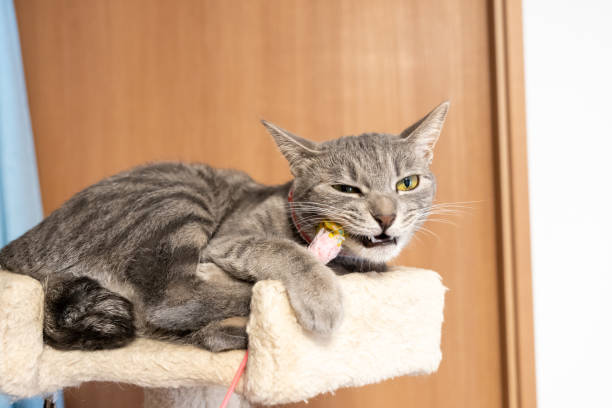istock Close up of a cute cat. 1363214264