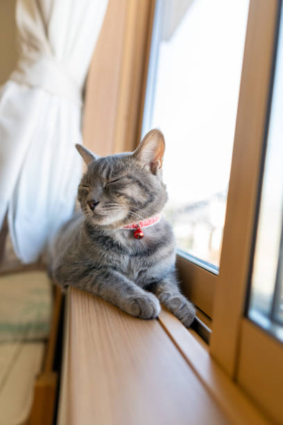 istock Close up of a cute cat. 1363214290