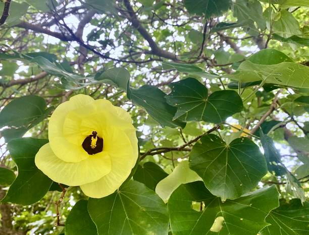 istock Yellow Beach Hibiscus Tree in Bloom 1363214437