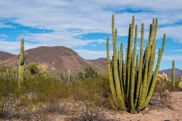 Organ Pipe Cactus National Monument, Arizona, USA stock photo