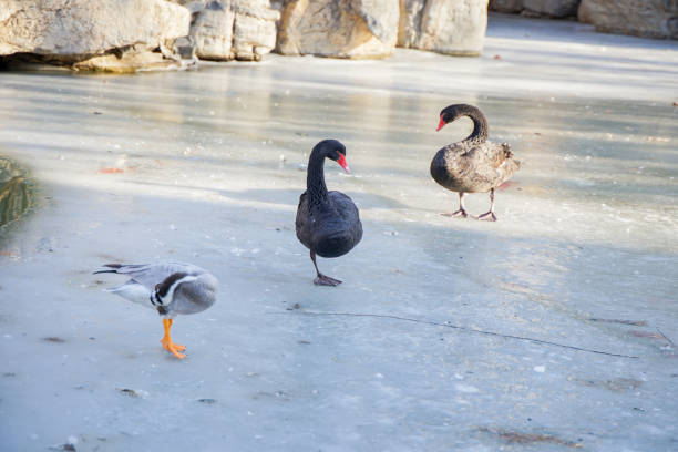 Black swan bar-headed duck on ice in winter
