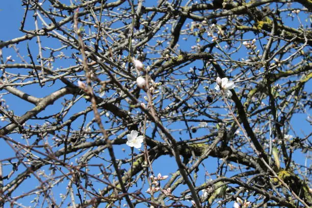 The almond. Blossom